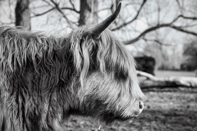 Close-up of a horse on field