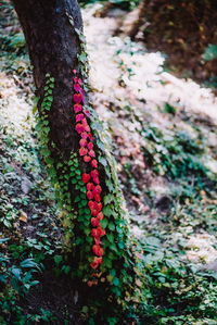 Close-up of multi colored tree trunk