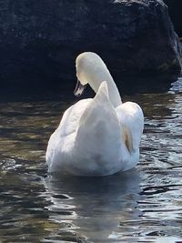 View of swan in lake