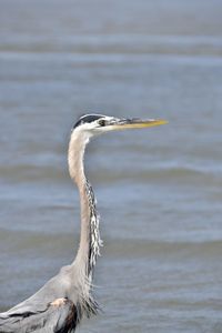 Close-up of a bird