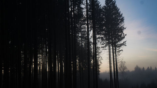 Trees in forest against sky