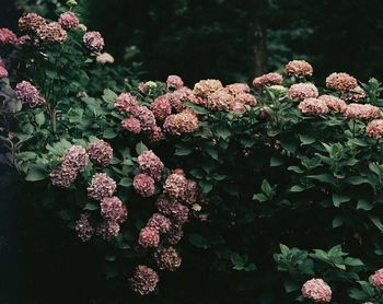 Close-up of pink flowers