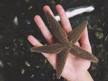 Close-up of hand holding starfish