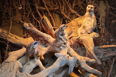 View of people sitting on wood