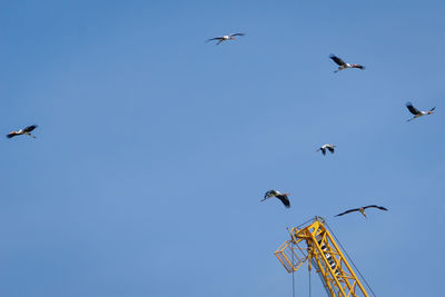 Low angle view of birds flying in the sky