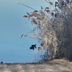 Dry plants by lake against sky