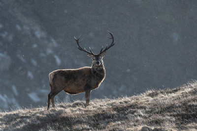 Portrait of deer standing on field