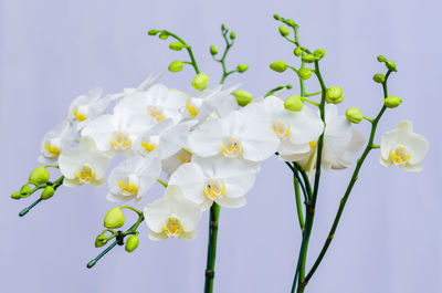 Blooming white color phalaenopsis orchids