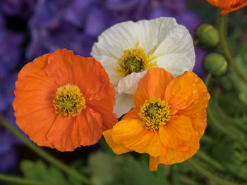 Close-up of yellow flowers