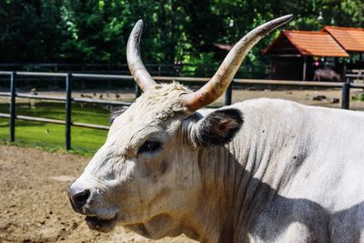 Close-up of an animal on farm