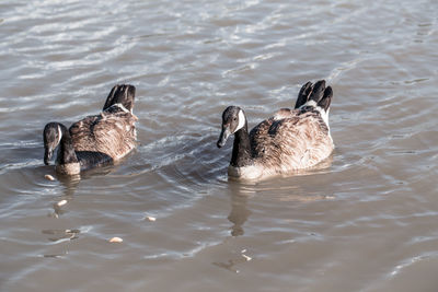 Two canada geese ducks swimming floating in lake pond eating food. 