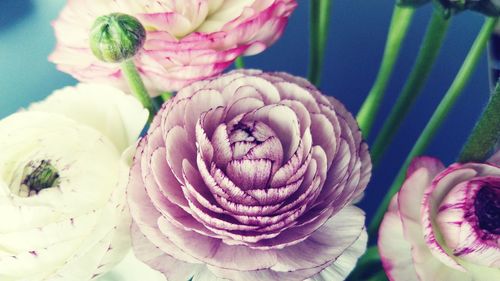 Close-up of pink roses