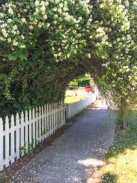 Footpath amidst trees