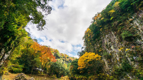 Low angle view of trees against sky during autumn