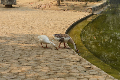 High angle view of horse drinking water