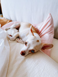 Close-up of dog sleeping on bed