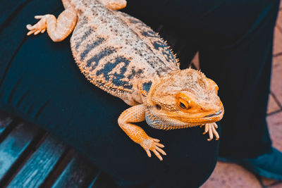 High angle view of a lizard on a hand