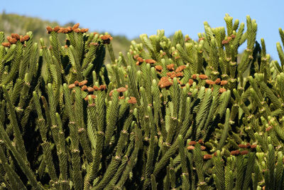 Close-up of cactus plant