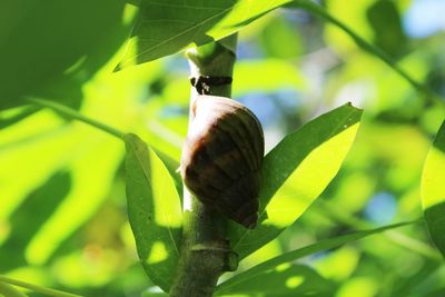 Close-up of insect on leaf
