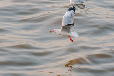 Seagull flying over a lake