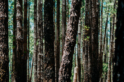 Full frame shot of pine trees in forest