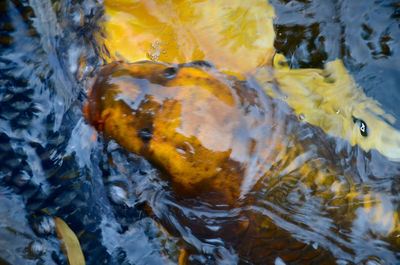 Close-up of fish in water