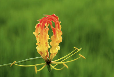 Close-up of yellow flowering plant