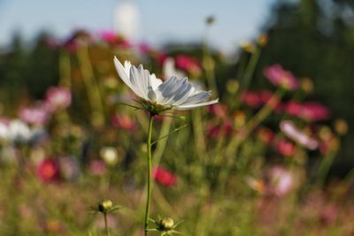 Close-up of cosmos flowers blooming outdoors