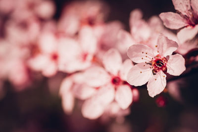 Close-up of cherry blossom