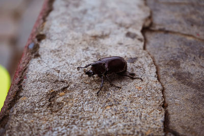 Close-up of insect on rock