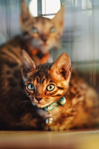 Close-up portrait of tabby kitten