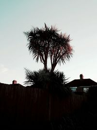 Low angle view of tree against clear sky