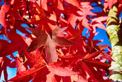 Close-up of red maple leaves