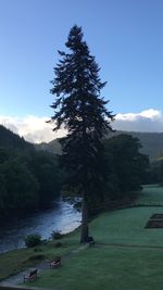 Tree by lake against sky