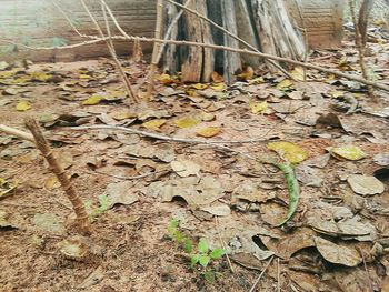 Autumn leaves on tree trunk in forest