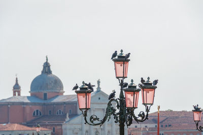 Pigeon birds sitting on traditional venice pink glass lanterns, lamps. travel venice background