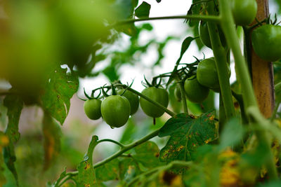 Tomato plants