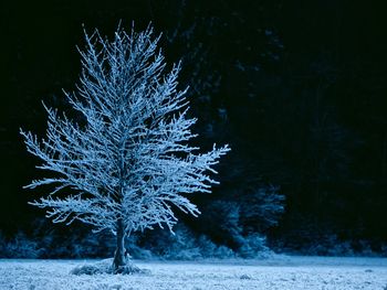 Frozen trees on field during winter at night