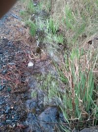 Plants in the grass