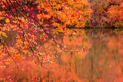 Reflection of trees in lake during autumn