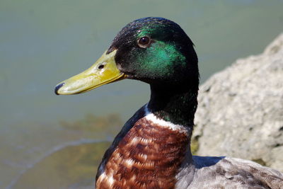 Close-up of a duck