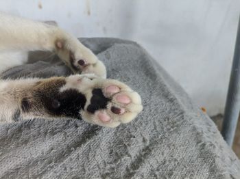 High angle view of cat relaxing on bed at home