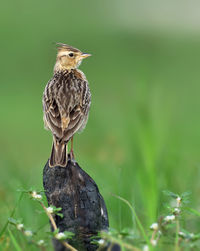 Close-up of bird perching on rock