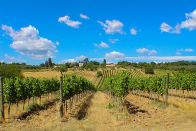 Vineyard against sky