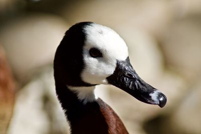 Close-up of a bird