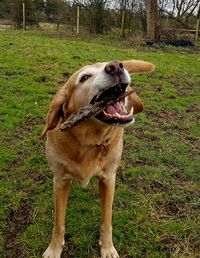 Close-up of dog standing on field