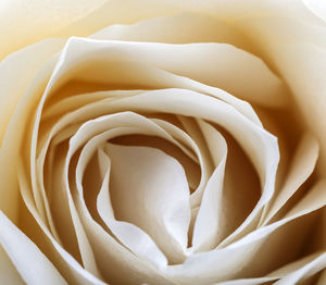 Close-up of white rose