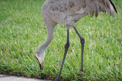 Crane eating in grass