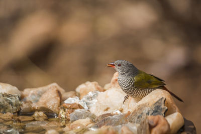 Close-up of bird perching on rock