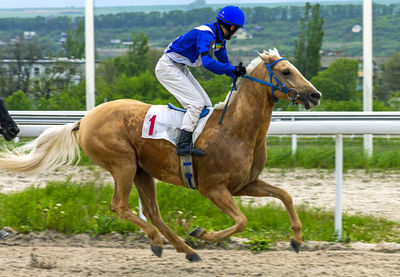 The finish horse race of the prize big summer,northern caucasus.